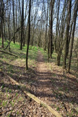 Ağaçların arasında orman izleri, sonbahar ormanı, doğa manzarası.