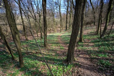 Ağaçların arasında orman izleri, sonbahar ormanı, doğa manzarası.