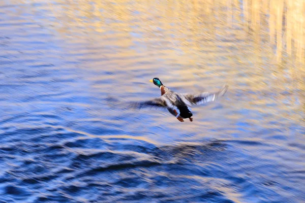 Colvert Mâle Anas Platyrhynchos — Photo