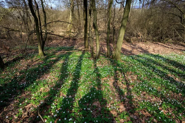 Bospad Door Bomen Herfstbos Natuurlandschap — Stockfoto