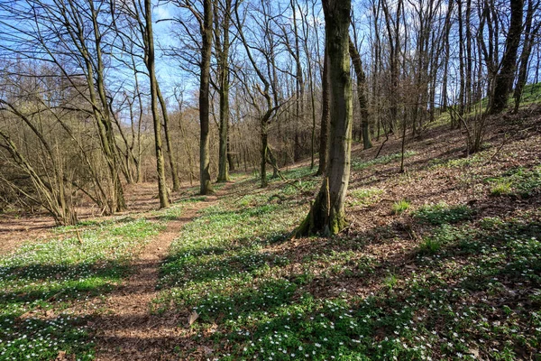 Bospad Door Bomen Herfstbos Natuurlandschap — Stockfoto