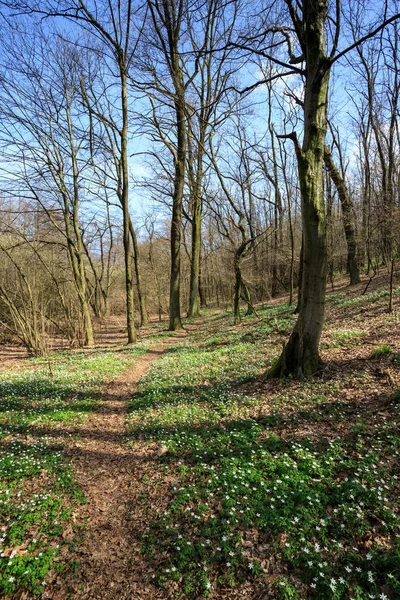 Beau Paysage Avec Des Arbres Herbe Verte — Photo