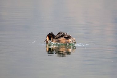 Göldeki güzel yunus balığı