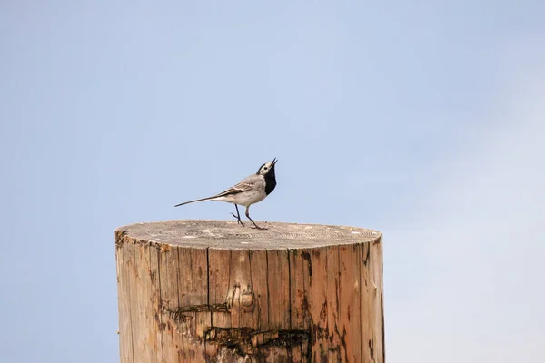 Wagtail Blanco Motacilla Alba —  Fotos de Stock