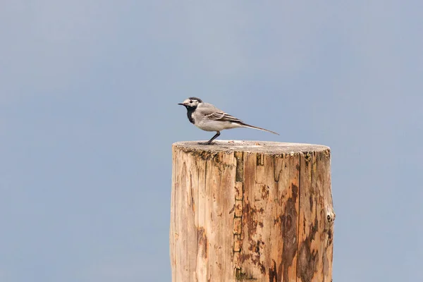 Fehérfarkú Tarisznyarák Motacilla Alba — Stock Fotó