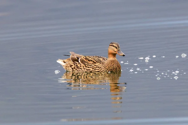 Duck Water — Stock Photo, Image