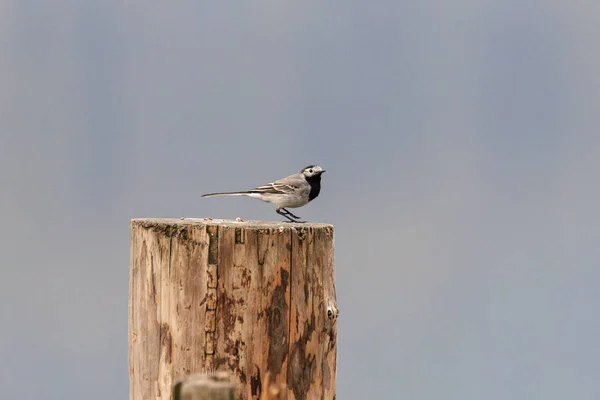 Wagtail Blanco Motacilla Alba — Foto de Stock