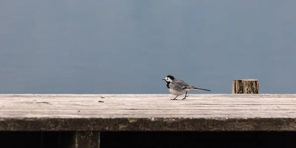 Fehérfarkú Tarisznyarák Motacilla Alba — Stock Fotó