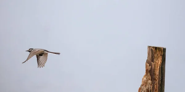 Λευκό Wagtail Motacilla Alba — Φωτογραφία Αρχείου