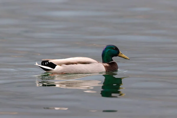 Male Mallard Anas Platyrhynchos Water — Stock Photo, Image