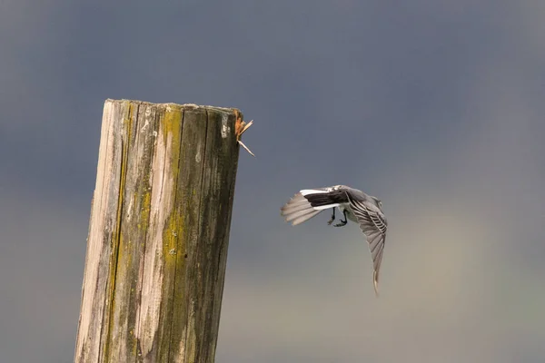 Fehérfarkú Tarisznyarák Motacilla Alba — Stock Fotó