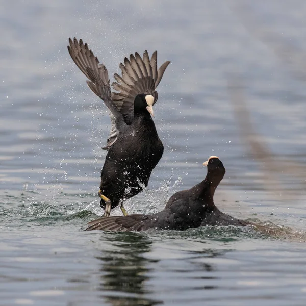 Folaghe Accoppiamento Fulica Atra — Foto Stock