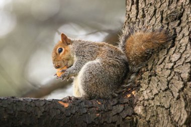 sincap ağaçta fındık yiyor.