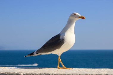 Martı duvarda dinleniyor.