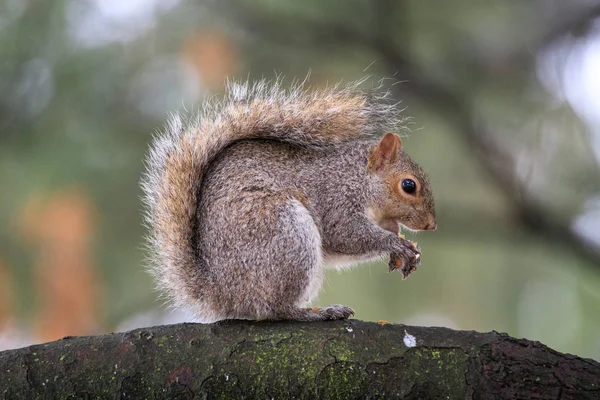 Ardilla Gris Parque — Foto de Stock