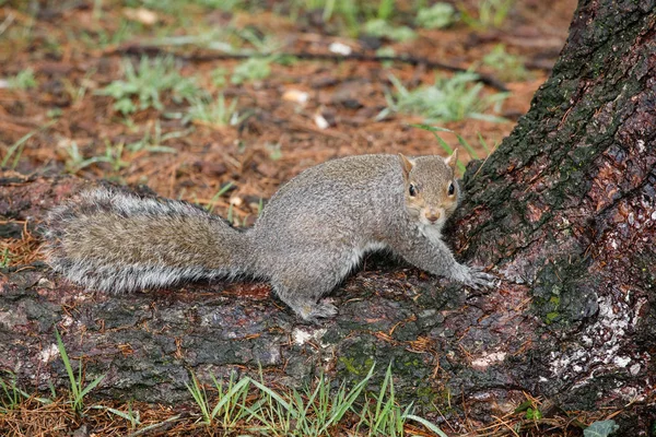 Grauhörnchen Park — Stockfoto