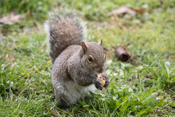 Ardilla Gris Parque — Foto de Stock