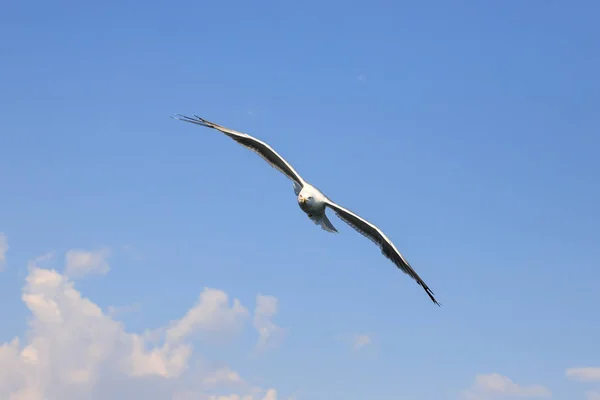 Gaviota Vuelo Liguria —  Fotos de Stock