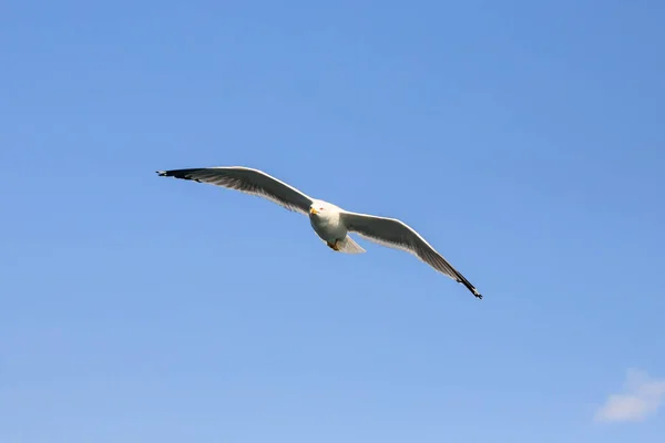 Gaviota Vuelo Liguria —  Fotos de Stock