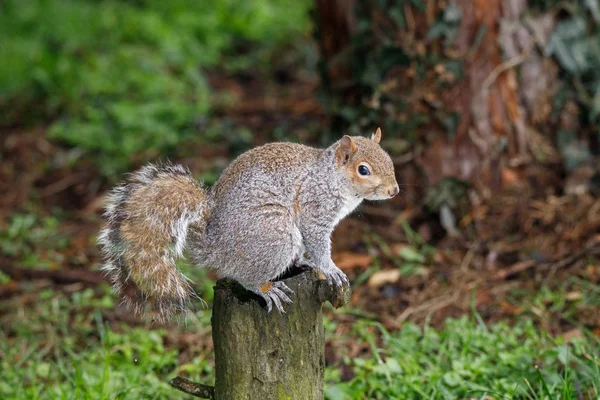 Gray Squirrel Park Stock Picture