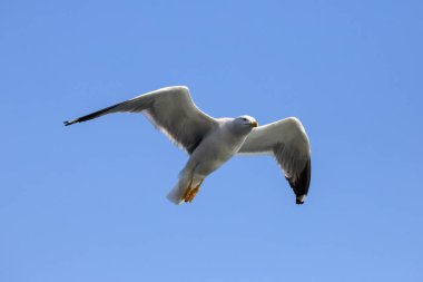 Martı uçuyor, Liguria