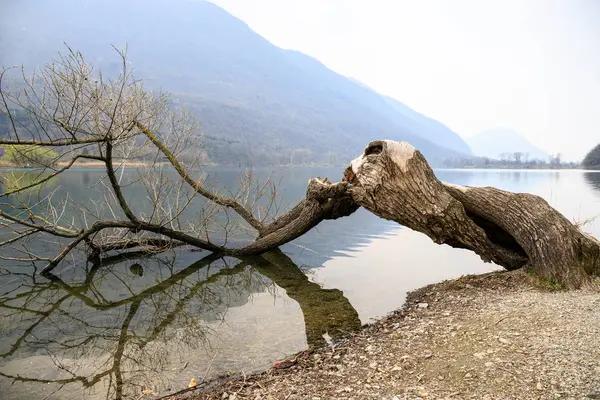 Hermoso Paisaje Con Árbol Muerto Junto Río — Foto de Stock