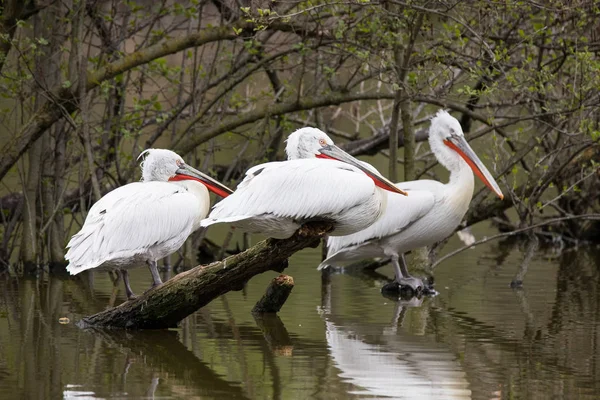 Pelikany Siedzący Gałęzi — Zdjęcie stockowe