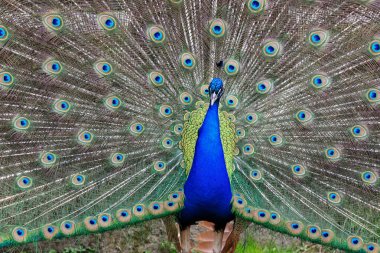 Erkek tavus kuşu (Pavo Cristatus)