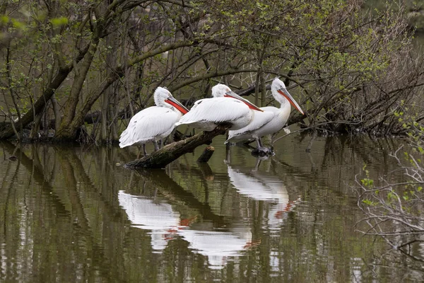 Pelicans Perched Branches — Stock Photo, Image