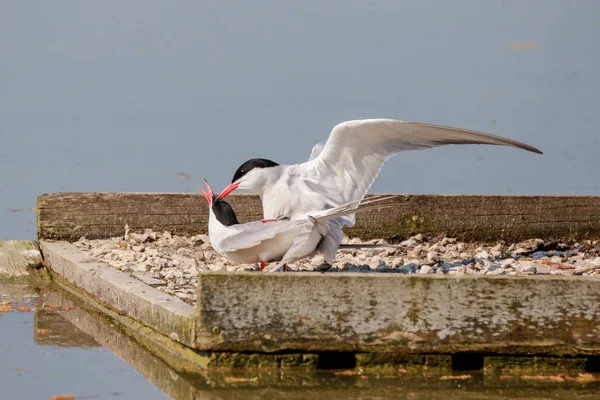 Coupling Terns Valley — Stock Photo, Image