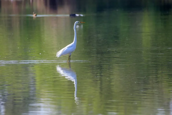 White Egret Ardea Cinerea Lake — Stock Photo, Image