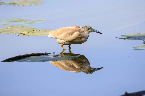 Héron Squacco Ardeola Ralloides — Photo