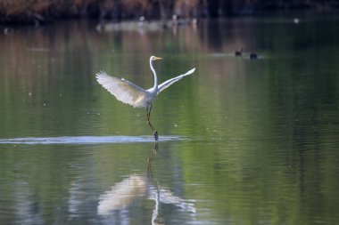 beyaz balıkçıl (ardea cinerea) gölün üzerinde
