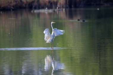 beyaz balıkçıl (ardea cinerea) gölün üzerinde