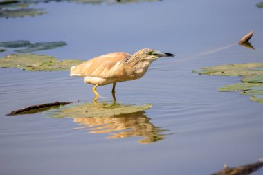 Alaca balıkçıl (Ardeola ralloides)