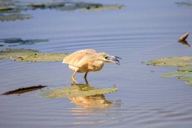 Alaca balıkçıl (Ardeola ralloides)