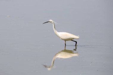 beyaz balıkçıl (ardea cinerea) gölün üzerinde