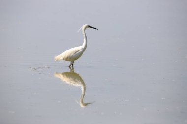 beyaz balıkçıl (ardea cinerea) gölün üzerinde