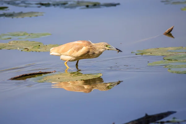 Héron Squacco Ardeola Ralloides — Photo