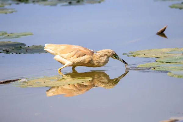 Squacco Heron Ardeola Rfelides — стоковое фото