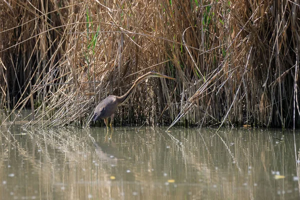 Garza Púrpura Ardea Purpurea Camuflada Las Cañas —  Fotos de Stock