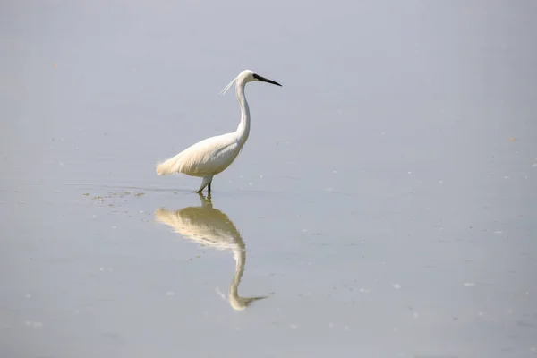 Vit Egret Ardea Cinerea Sjön — Stockfoto