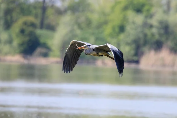 Garza Gris Ardea Cinerea Vuelo —  Fotos de Stock