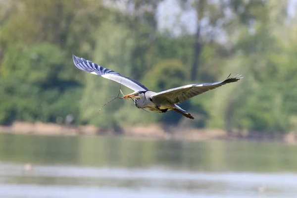 Garza Gris Ardea Cinerea Vuelo —  Fotos de Stock