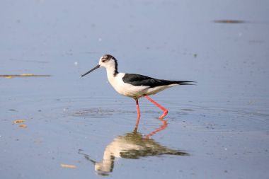 Uzunbacak (himantopus himantopus siyah kanatlı)