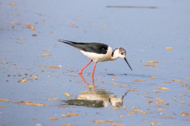 Uzunbacak (himantopus himantopus siyah kanatlı)