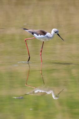 Uzunbacak (himantopus himantopus siyah kanatlı)