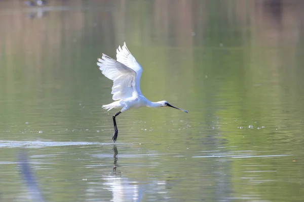 Λευκό Egret Ardea Cinerea Στη Λίμνη — Φωτογραφία Αρχείου