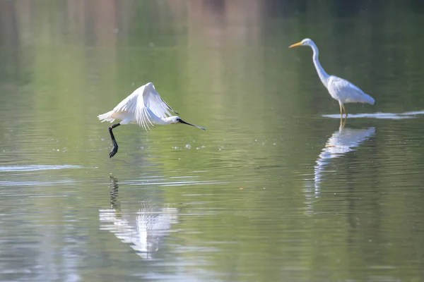 Hérons Blancs Dans Eau — Photo