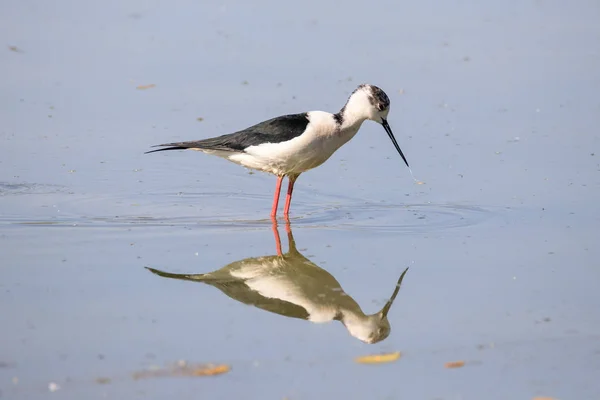 Zancada Alas Negras Himantopus Himantopus —  Fotos de Stock